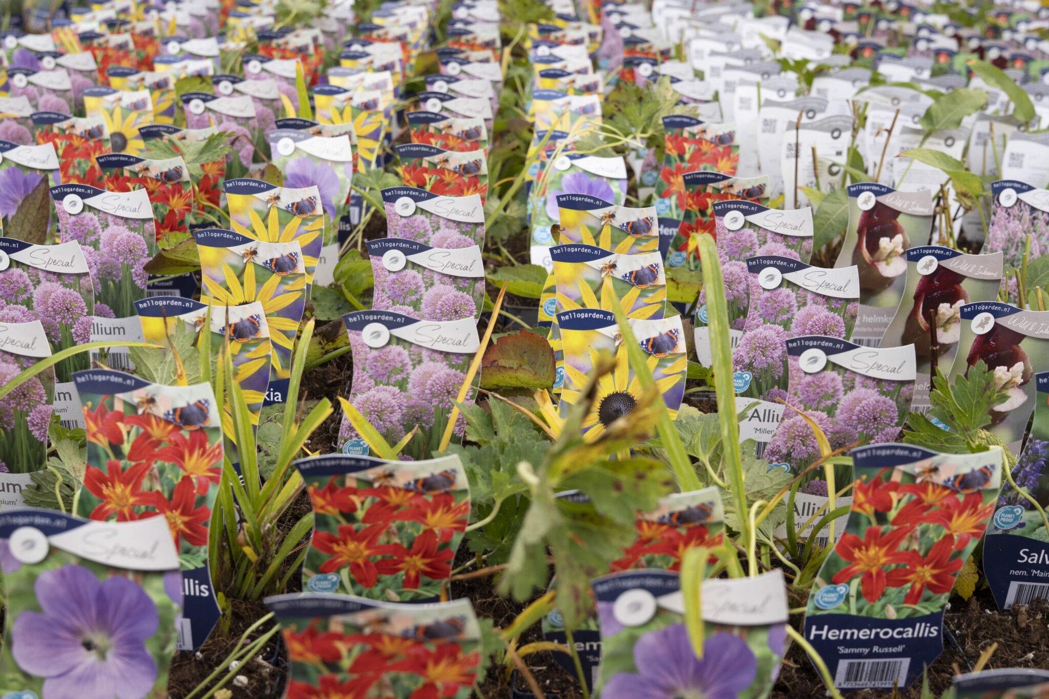 Rijen met bloemzaad verpakkingen in verschillende kleuren in een tuincentrum.
