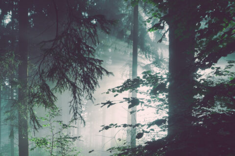 Mistig bos met zonlicht dat door de bomen en bladeren schijnt.