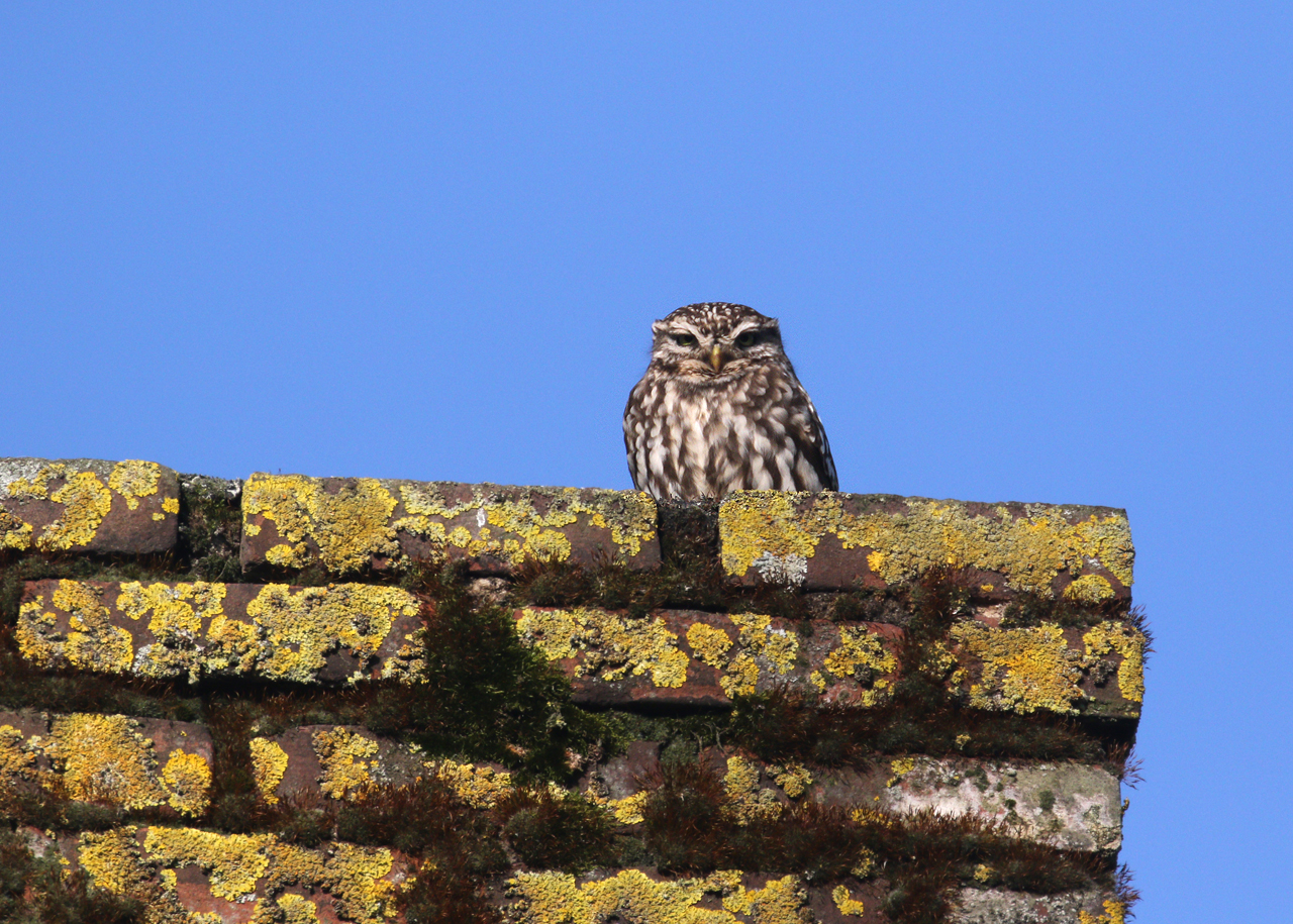 Peter Boulée over zijn passie: de steenuil