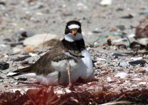 Vrijwilliger in het zonnetje: Brenda de Schipper