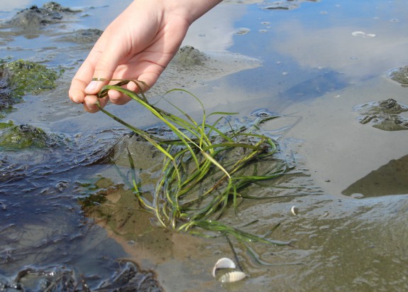 Groot zeegras