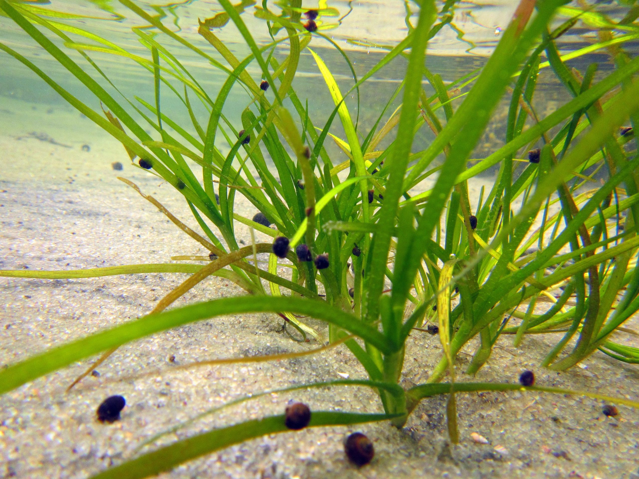 Зостера цена. Зостера водоросль. Взморник водоросль. Zostera Marina. Зостера морская.