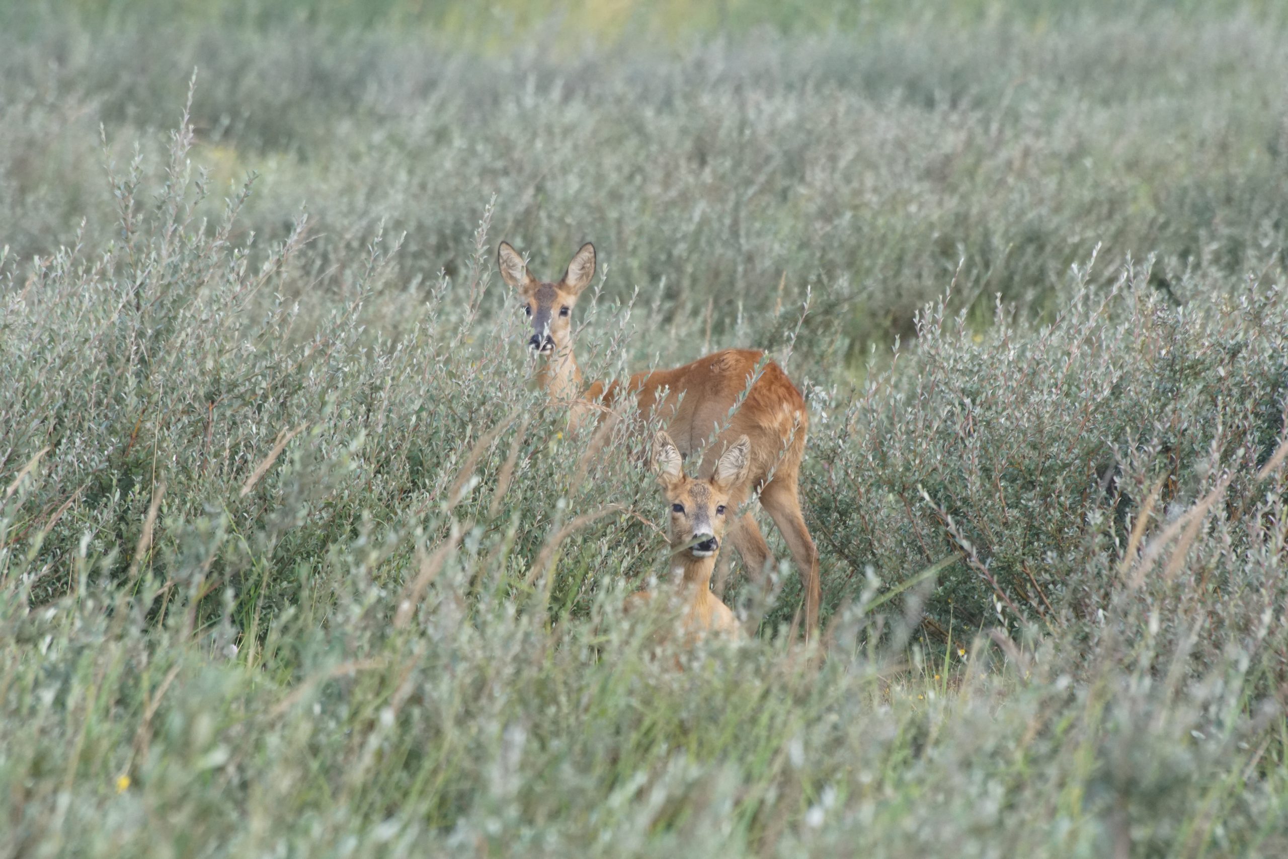 Twee reekalfjes staan verborgen in hoog gras in een weelderig, groen veld.