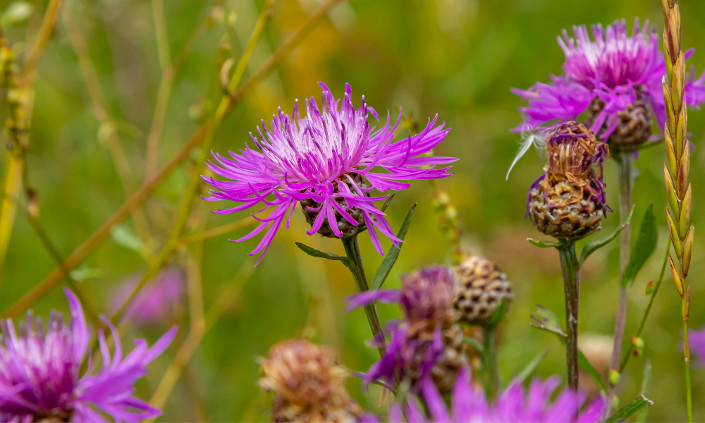 Paarse bloemen in bloei in een groene, natuurlijke omgeving.