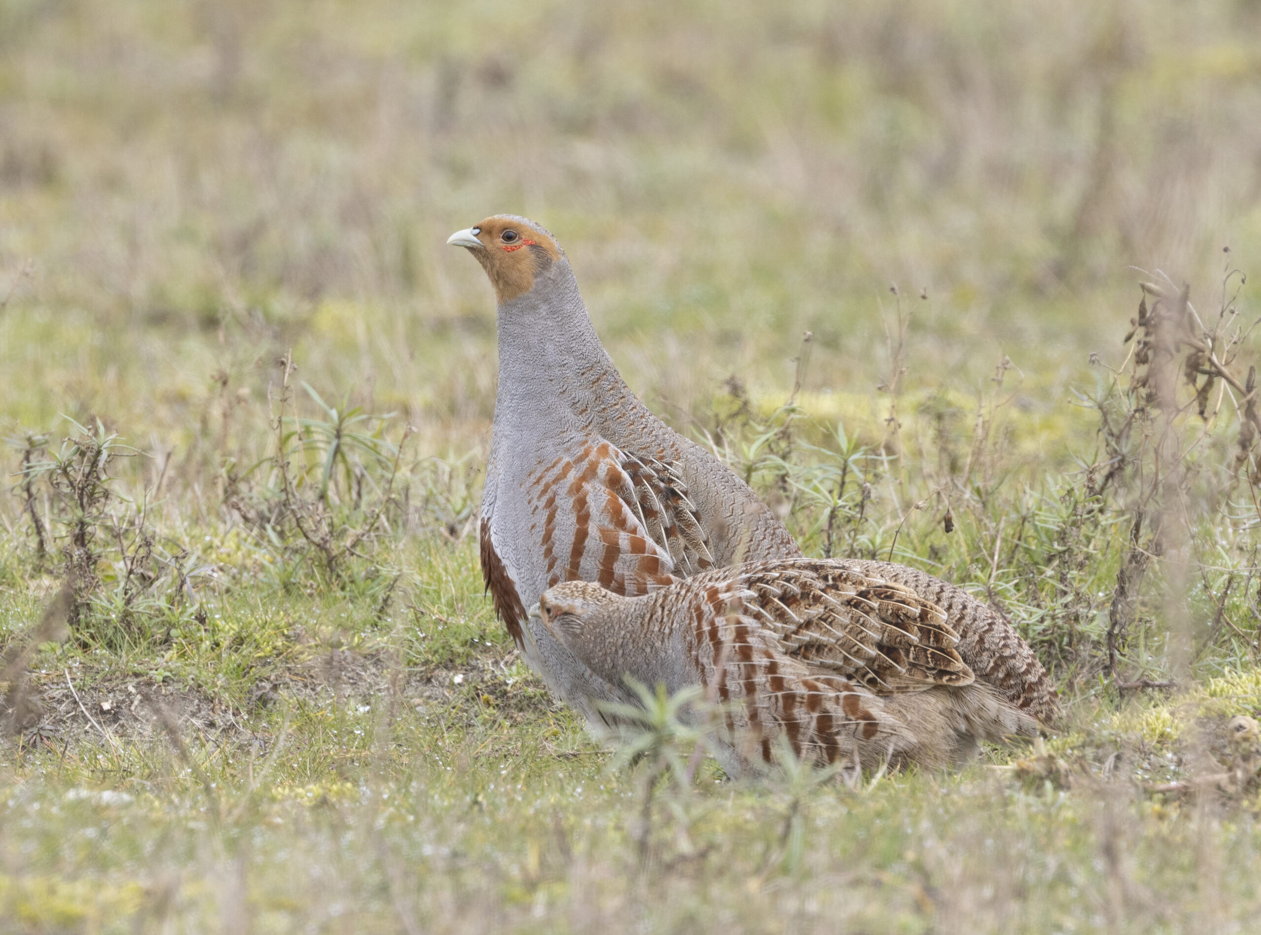 Patrijzenpaar op grazige weide met zachte kleuren en rustige achtergrond.
