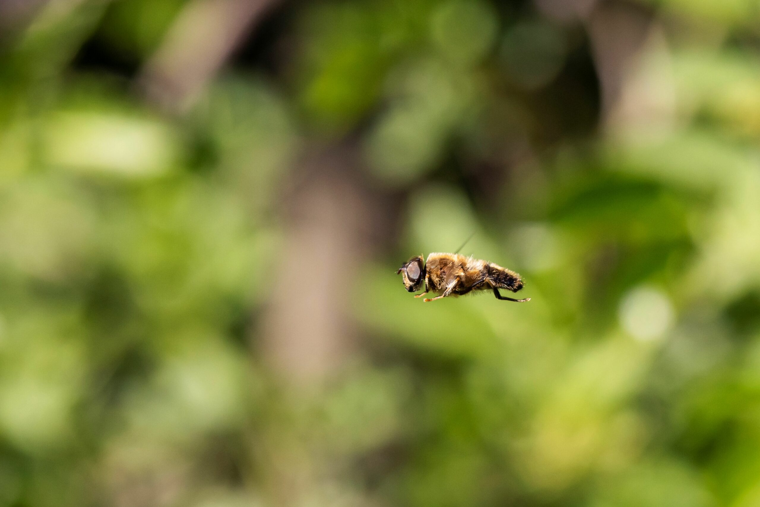 Bij inzoomen op een zwevende bij met een groene, onscherpe achtergrond.