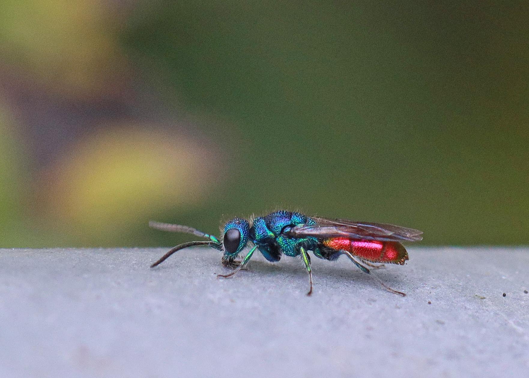 Metaalkleurige koekoekswesp met rode en blauwe tinten op grijze achtergrond.