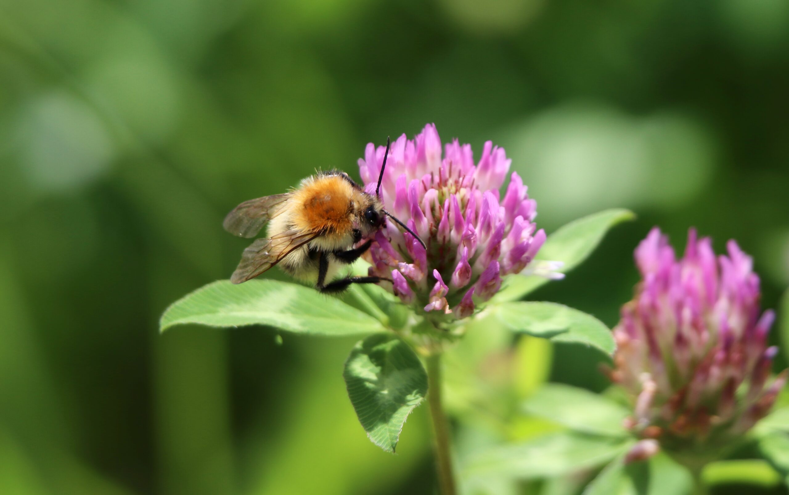 Hommel op een paarse bloem tegen een groene wazige achtergrond.