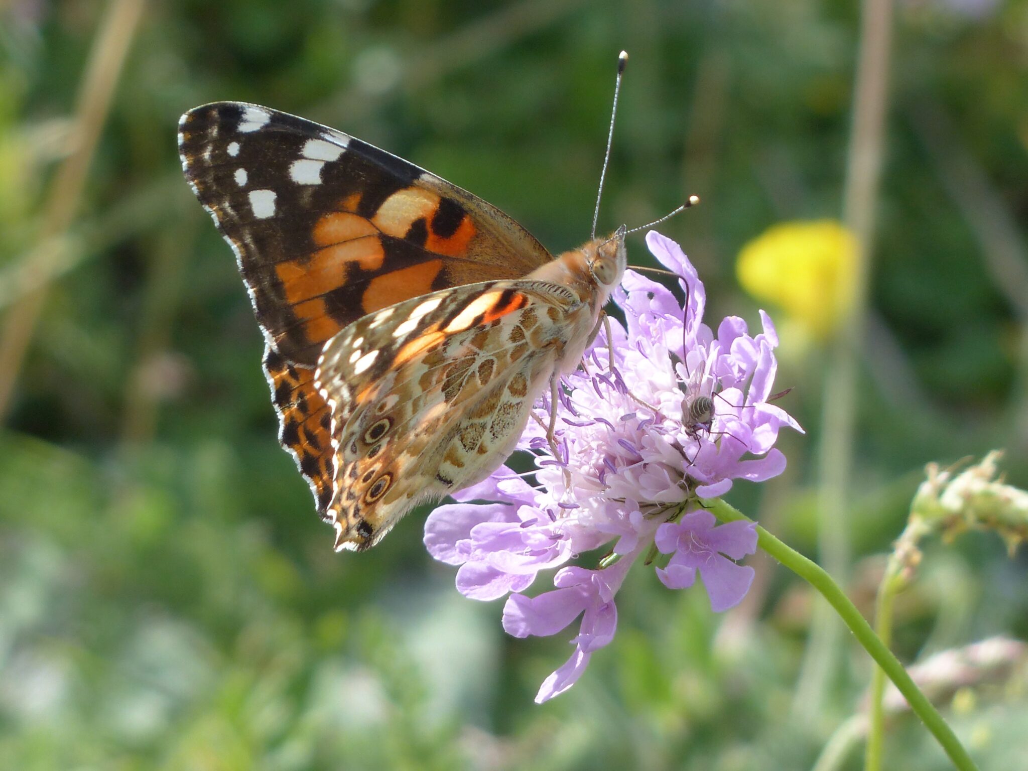 Een vlinder op een paarse bloem in een groene tuinomgeving.