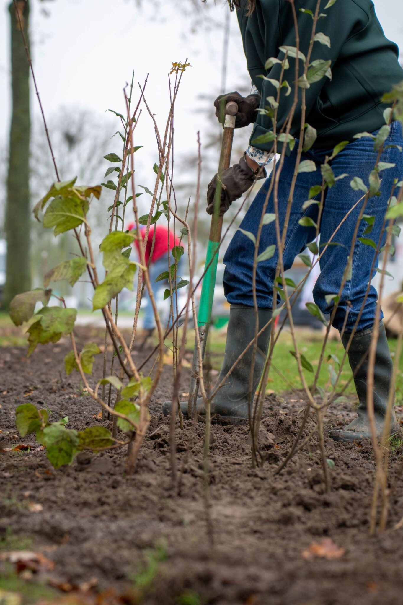 Persoon plant jonge struiken in modderige grond met spade. Koude, bewolkte dag.