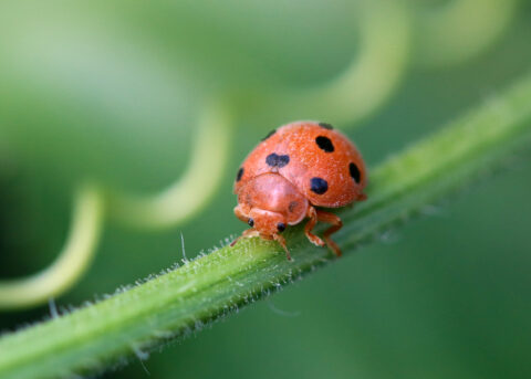 Lieveheersbeestje met zwarte stippen op een groene stengel, tegen een wazige groene achtergrond.