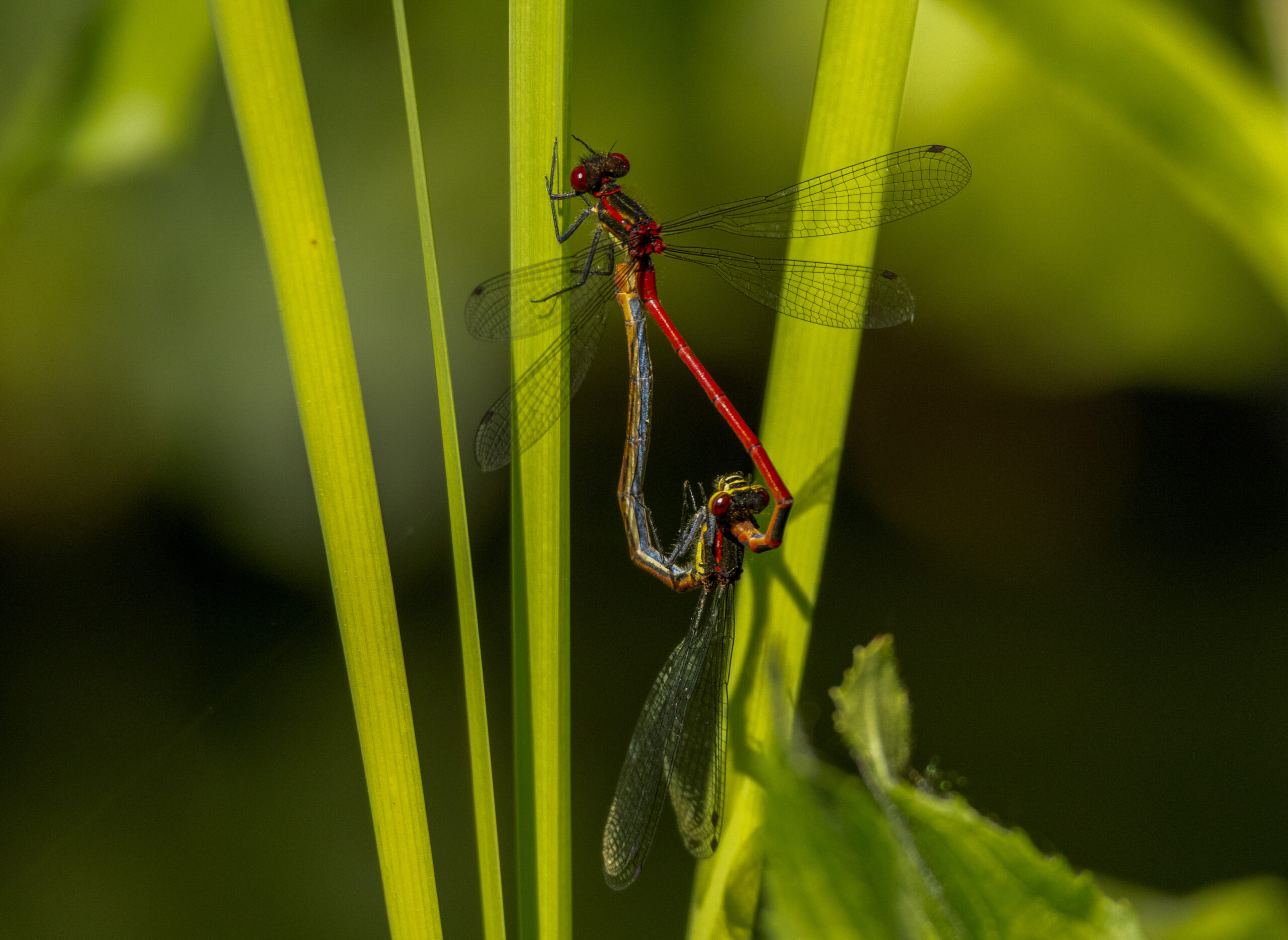 Twee parende rode libellen op groene bladeren in de natuur.