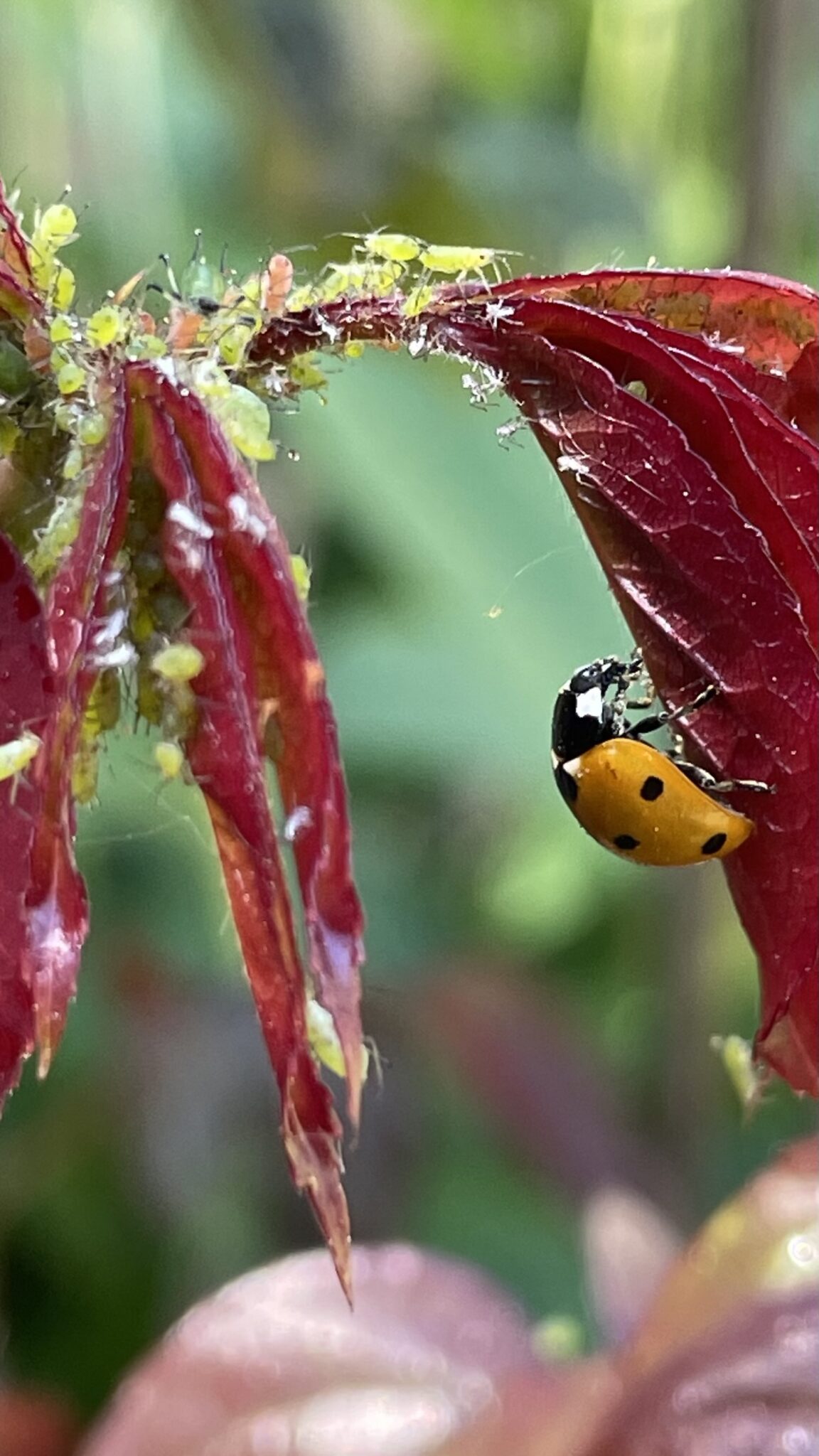 Lieveheersbeestje op rood blad met bladluizen, tegen een onscherpe groene achtergrond.