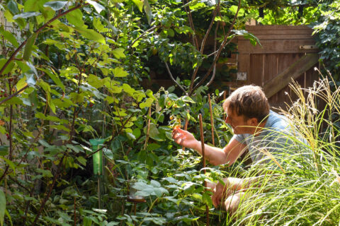 Man inspecteert planten in een groene tuin bij houten hek, omringd door bladerdek.