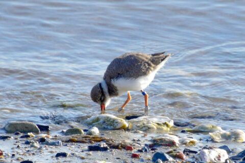 Vogel met zwart-witte veren foerageert aan de kust bij het water tussen kiezels.