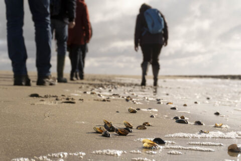 Personen wandelen op een strand langs schelpen en zee schuim, onder een bewolkte hemel.