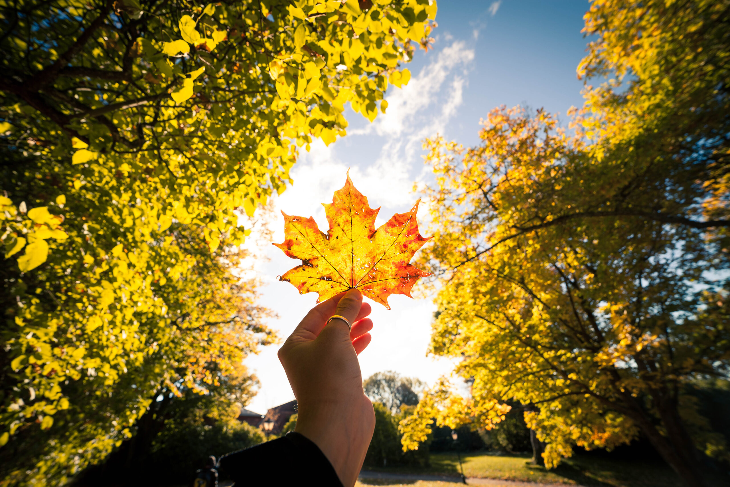 Herfstblad in zonlicht