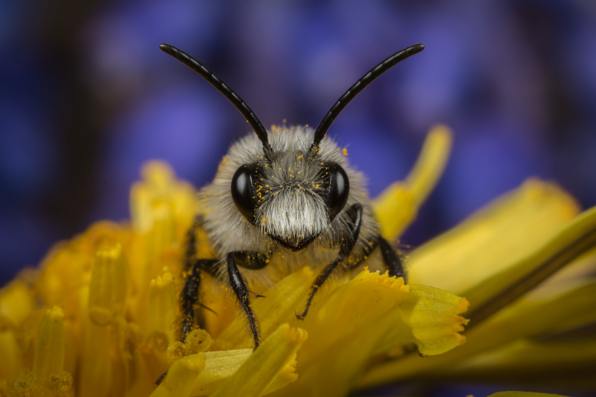 Natuurmonumenten start petitie om insecten te redden