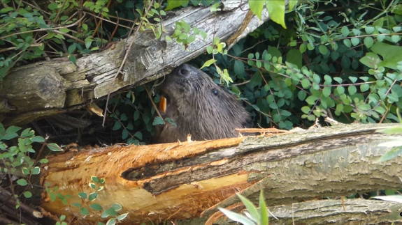 Fascinerende werelde van bomen - de bever