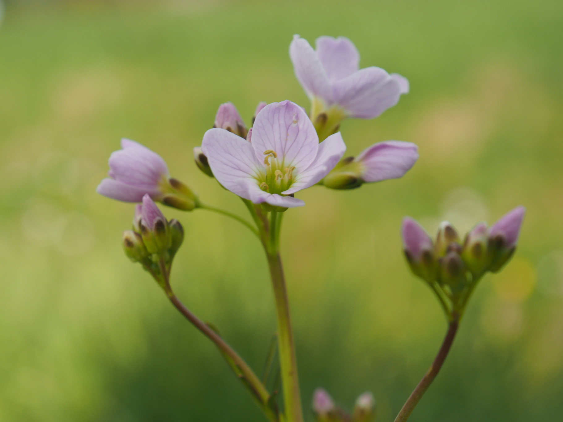 Een bio-diverse inrichting van je terrein: goed voor de natuur én leuk voor gasten