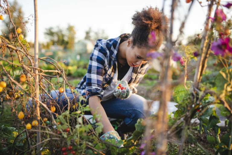 Vrouw in blauwe blouse oogst groenten in een tuin, omringd door groene planten.