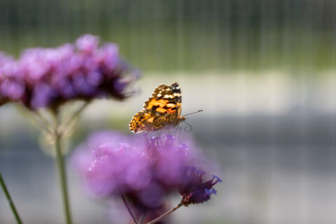 Oranje vlinder rust op paarse bloemen, met wazige achtergrond.