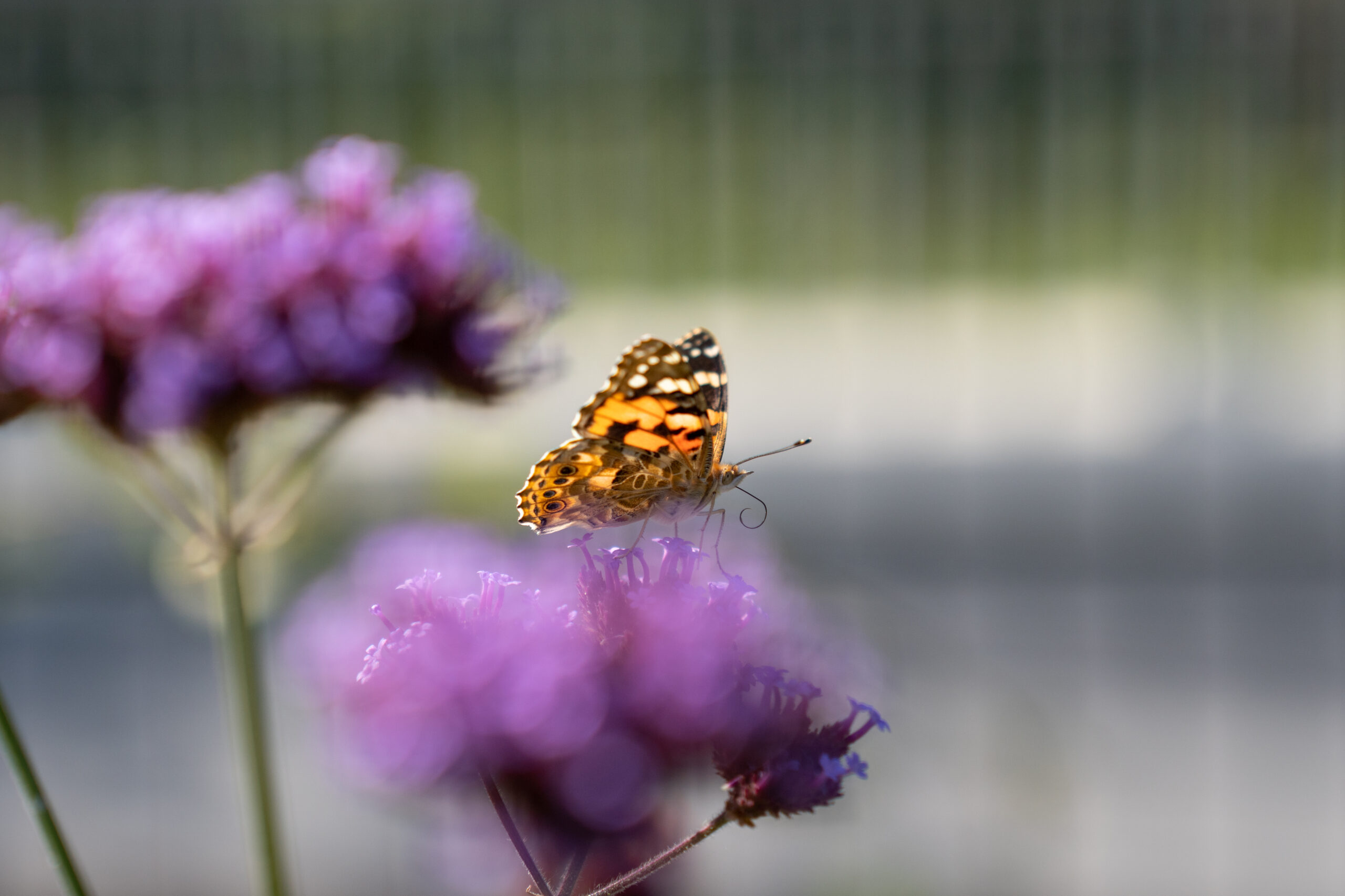Oranje vlinder rust op paarse bloemen, met wazige achtergrond.