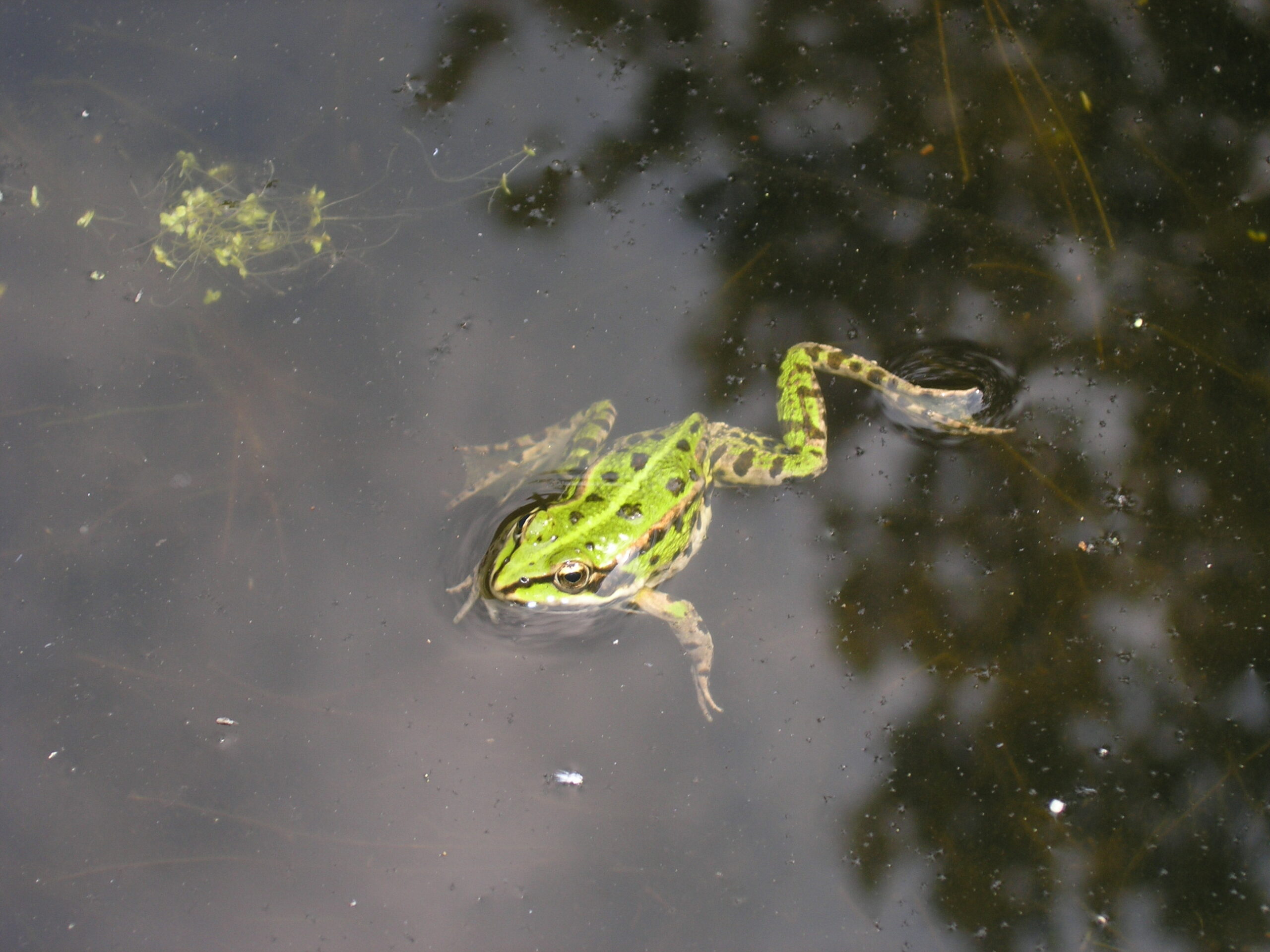 Groene kikker zwemt in een vijver met donkere, reflecterende wateroppervlakte.