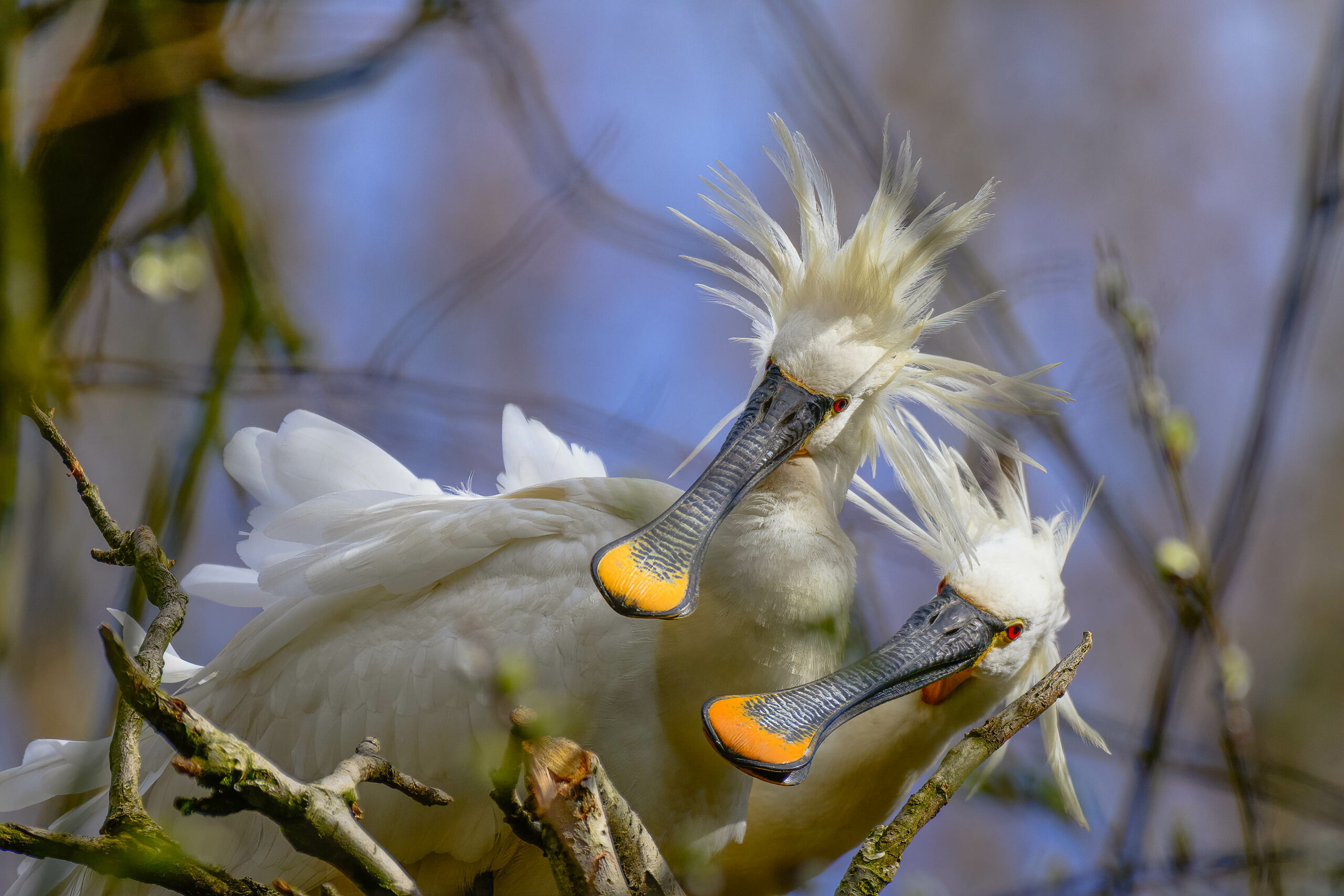 Twee lepelaars met sierlijke witte veren en opvallende kuiven zitten op takken.