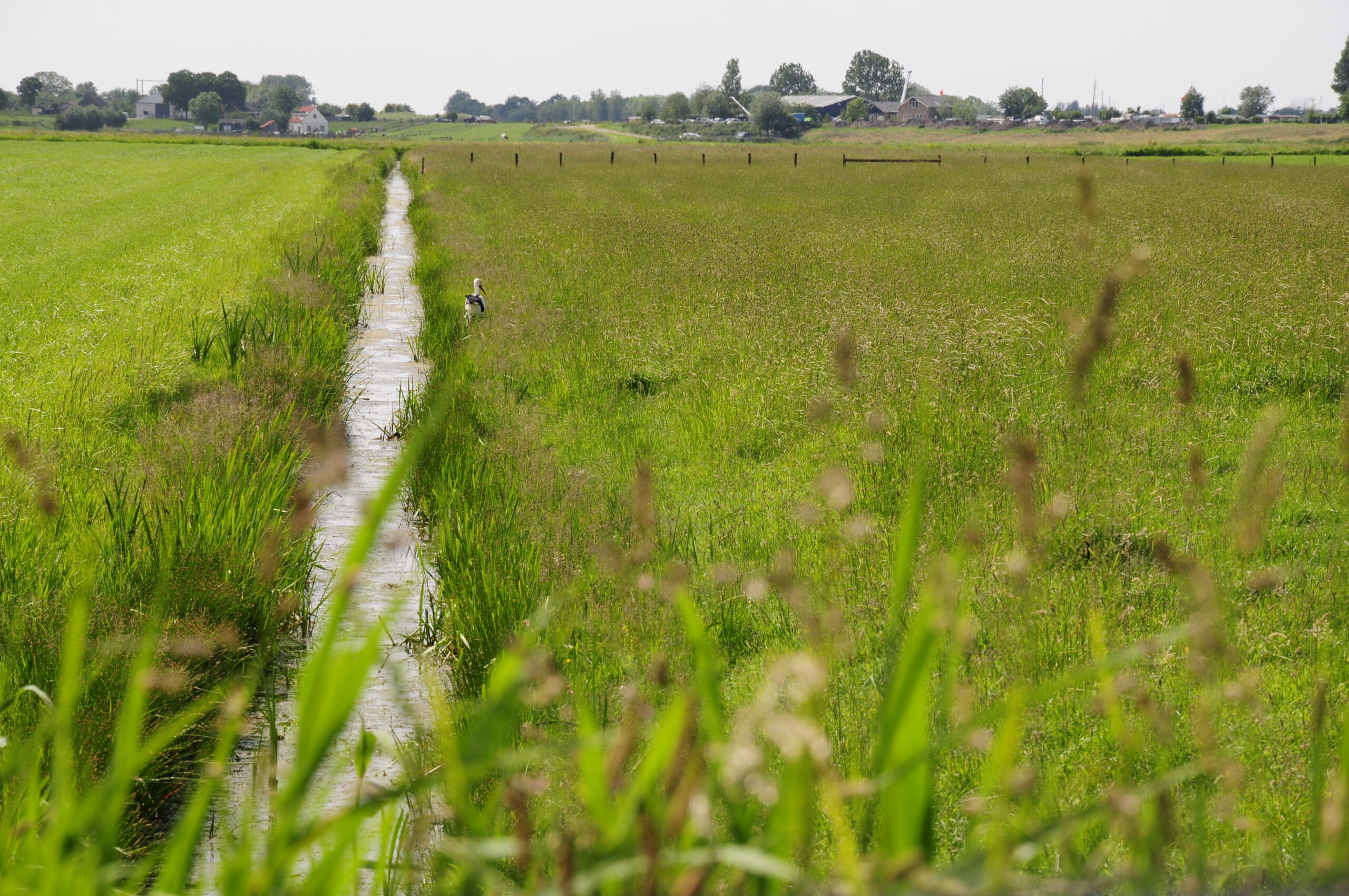 Weids weiland met smal waterkanaal en een ooievaar, op de achtergrond boerderijen.