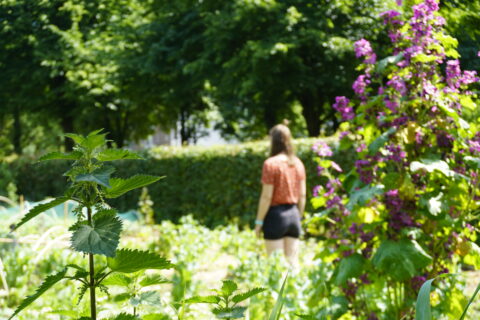 Een persoon staat in een tuin met groene en paarse planten.