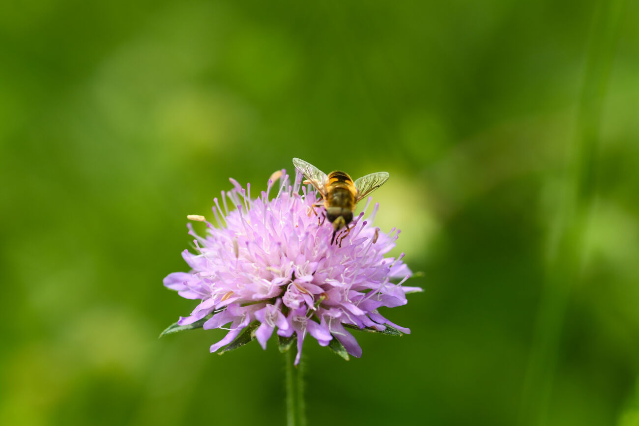 Bij een paarse bloem zit een bij tegen een groene onscherpe achtergrond.