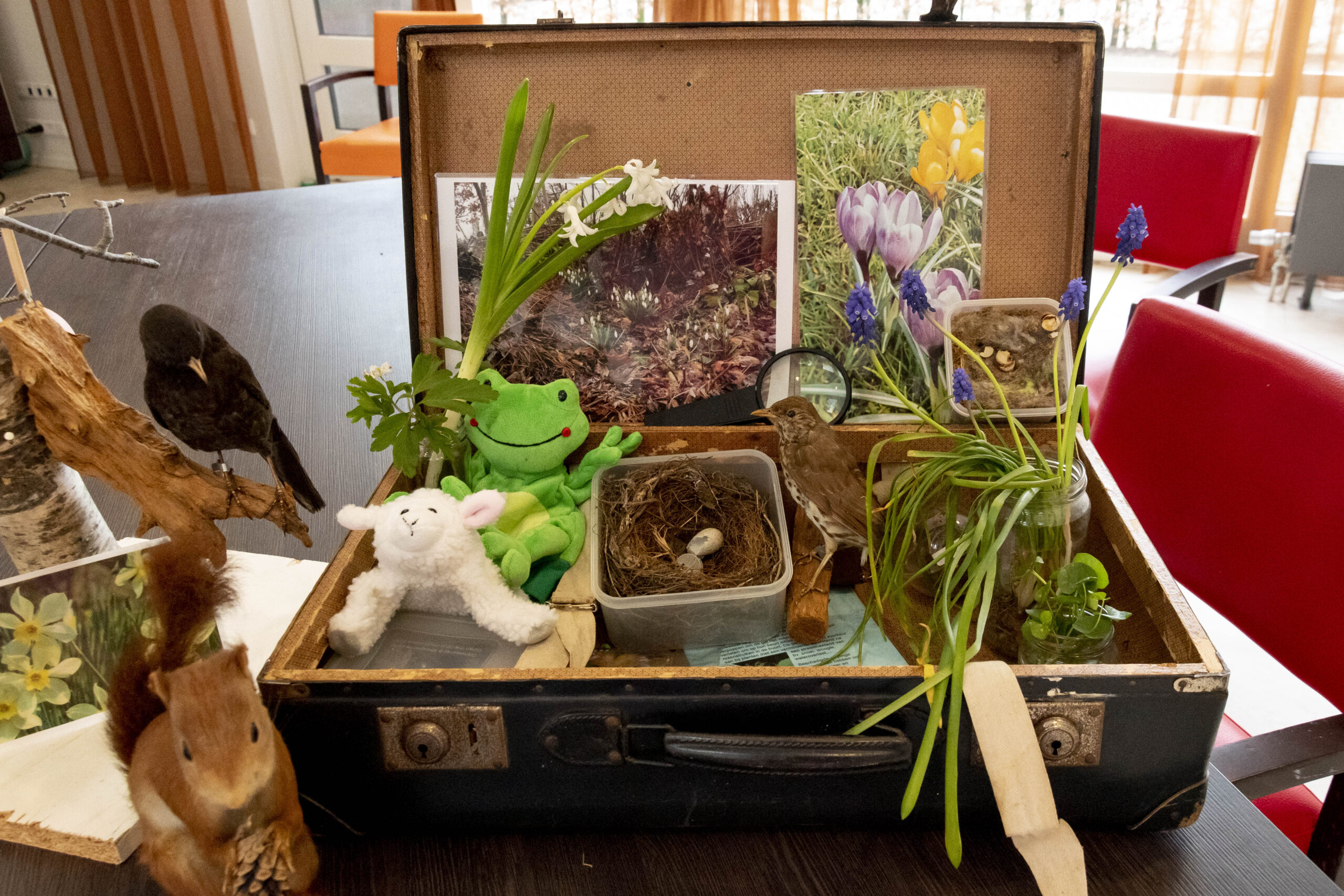 Open koffer met natuurvoorwerpen, opgezette vogels, pluchen speelgoed en foto's van bloemen.