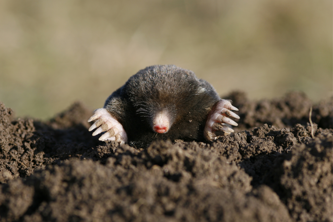 Mol steekt zijn kop uit een hoop aarde in een natuurlijke omgeving.