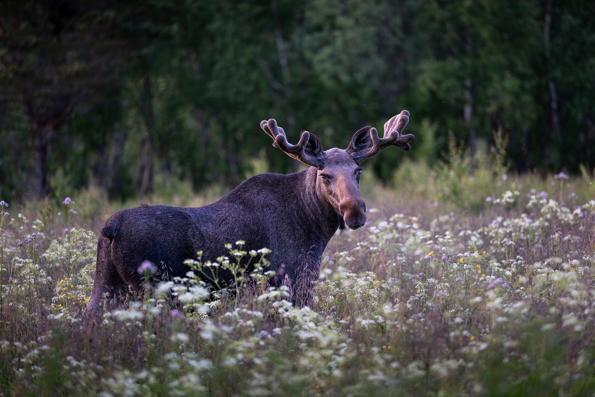 Eland met groot gewei staat in een bloemenveld tegen een bosrijke achtergrond.