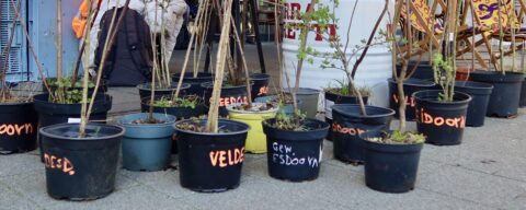 Zwartgekleurde plantpotten met jonge bomen en handgeschreven naamlabels op een trottoir.
