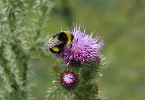 Hommel op paarse distelbloem in groene omgeving.