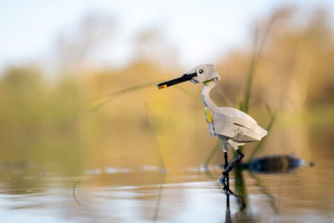 Lego-reiger in ondiep water met een wazige natuurlijke achtergrond.