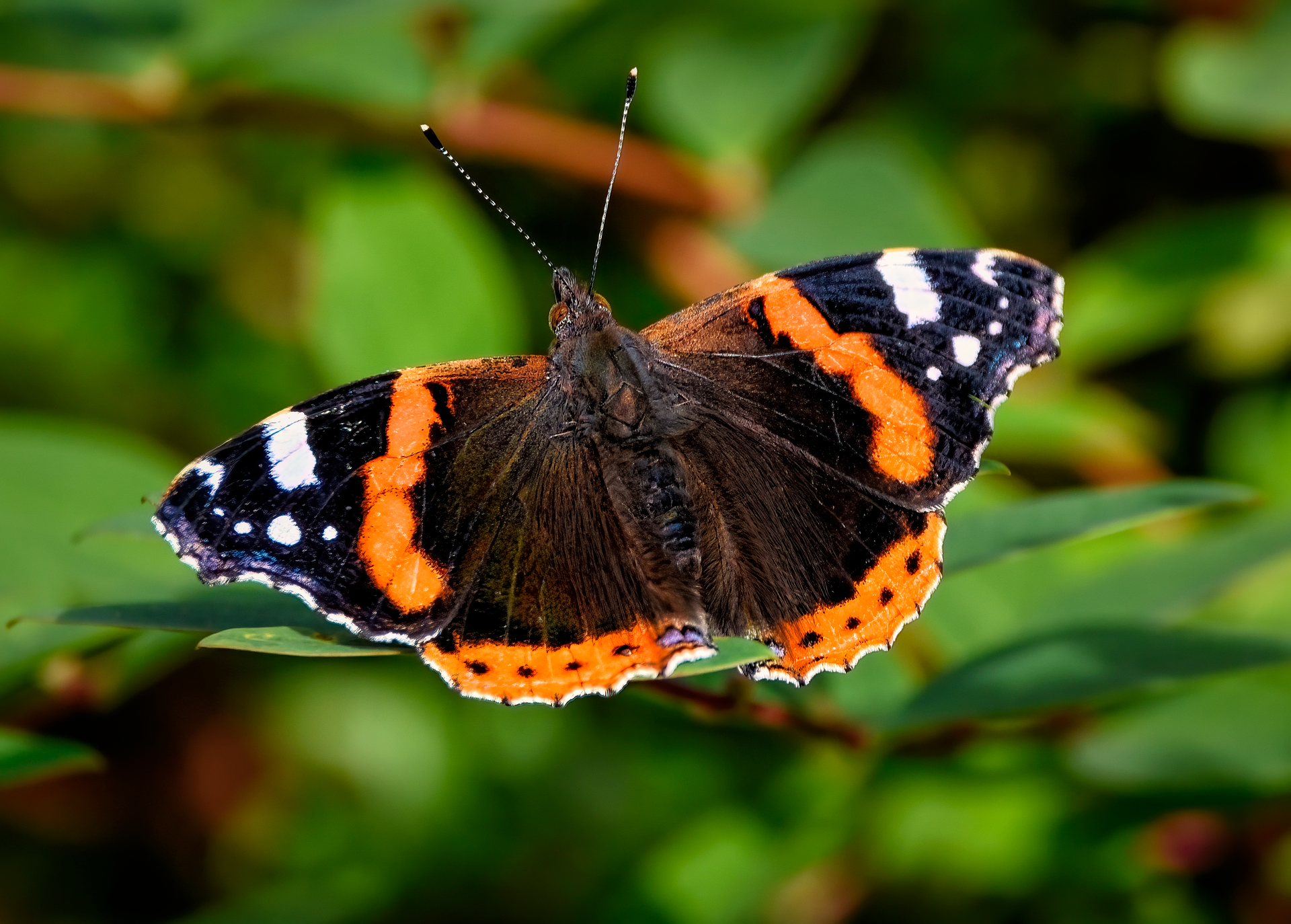 Vlinder met zwart, oranje en witte vleugels op groene bladeren.