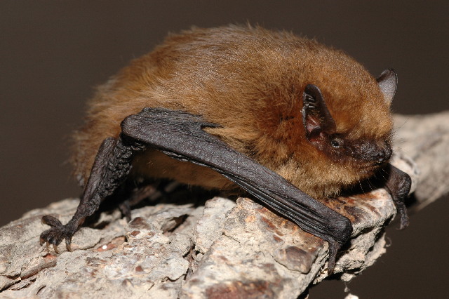 kleine dwergvleermuis
