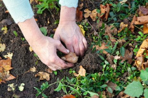 Handen planten een bloembol in de aarde, omringd door herfstbladeren en groen.