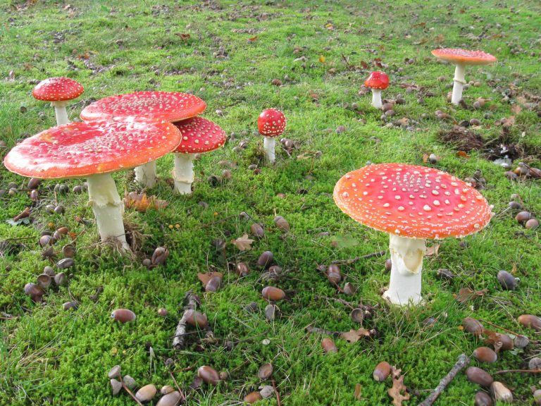 Lezing over Paddenstoelen (28 sep.)