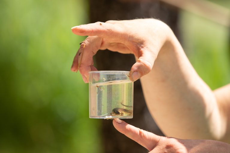 Hand houdt een doorzichtige beker met een klein visje in water tegen een groene achtergrond.