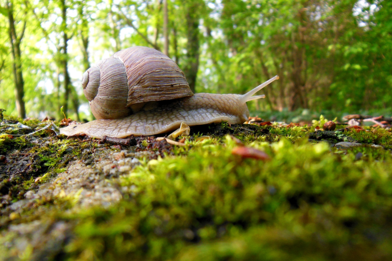 Een slak kruipt over mos in een groene, bosrijke omgeving.