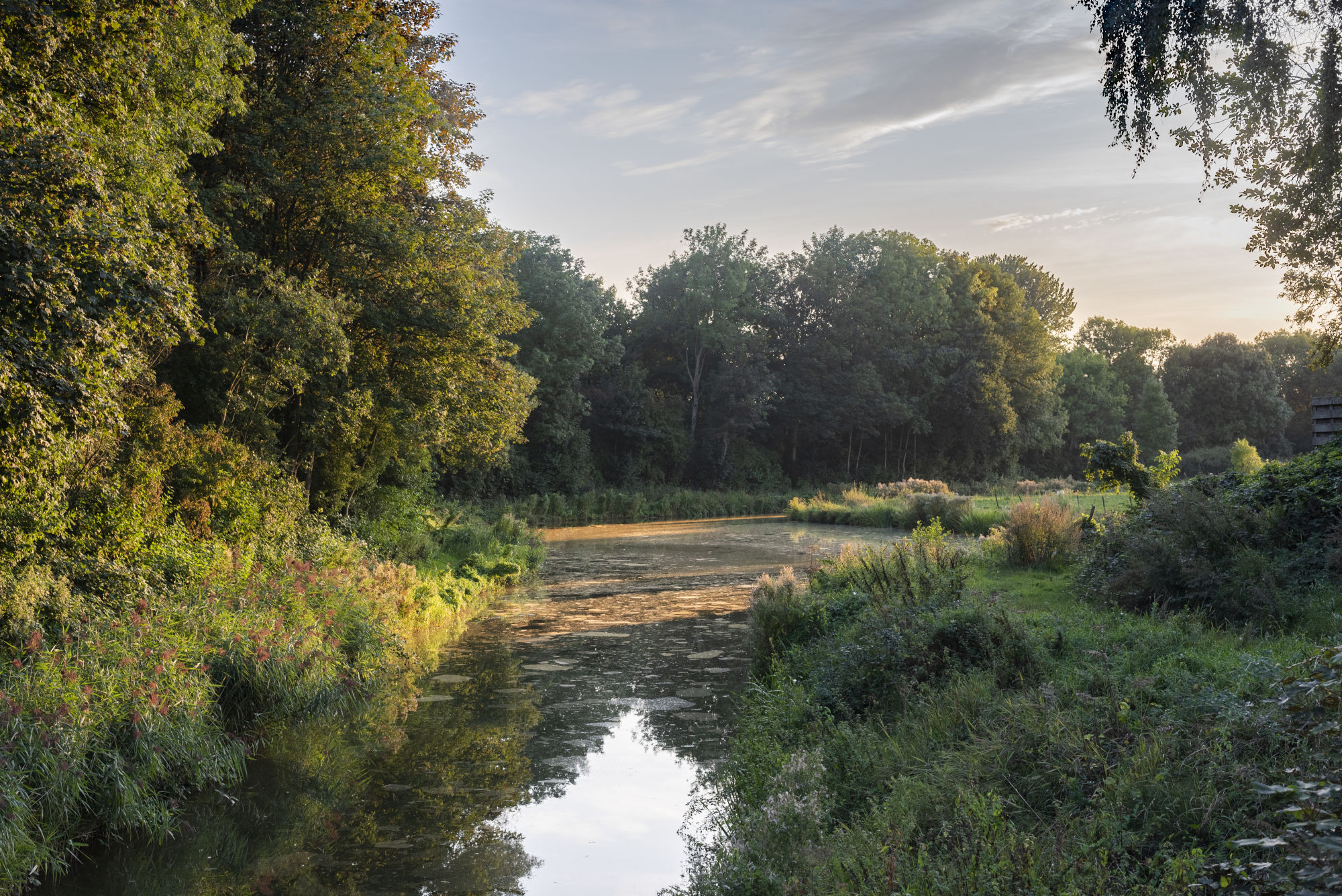 Bosrijke rivier in de avondzon, met weelderige begroeiing en rustige reflecties in het water.