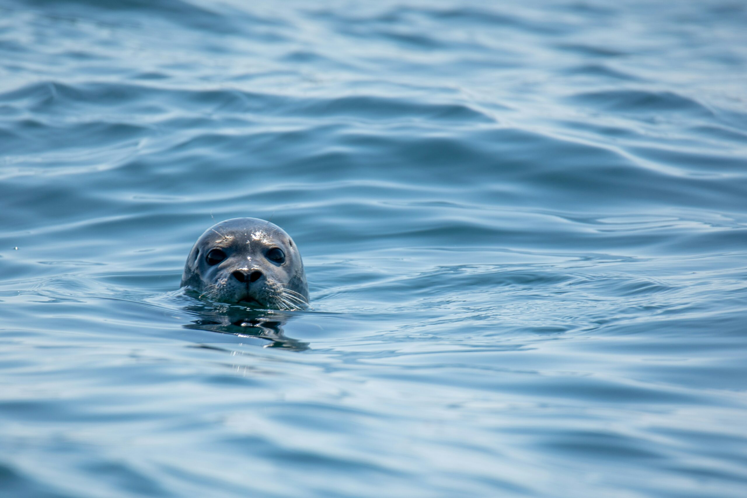 Zeehond kijkt nieuwsgierig boven water uit in een rustige oceaan.