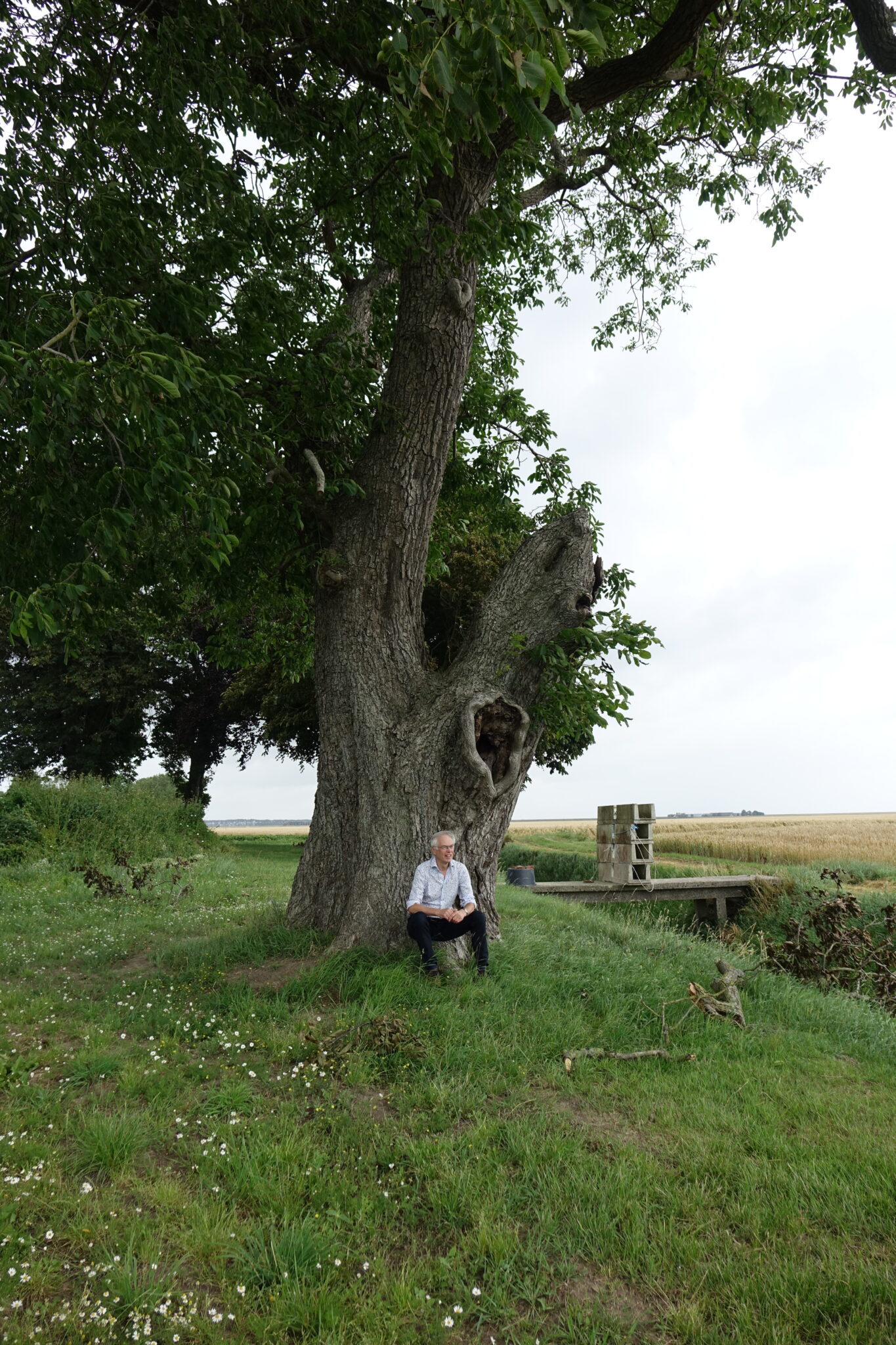 Man zit onder grote boom in groen landschap naast veld en houten constructie.