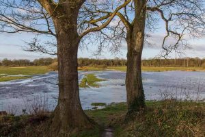 Twee bomen omlijsten een nat landschap met gras en waterplassen.