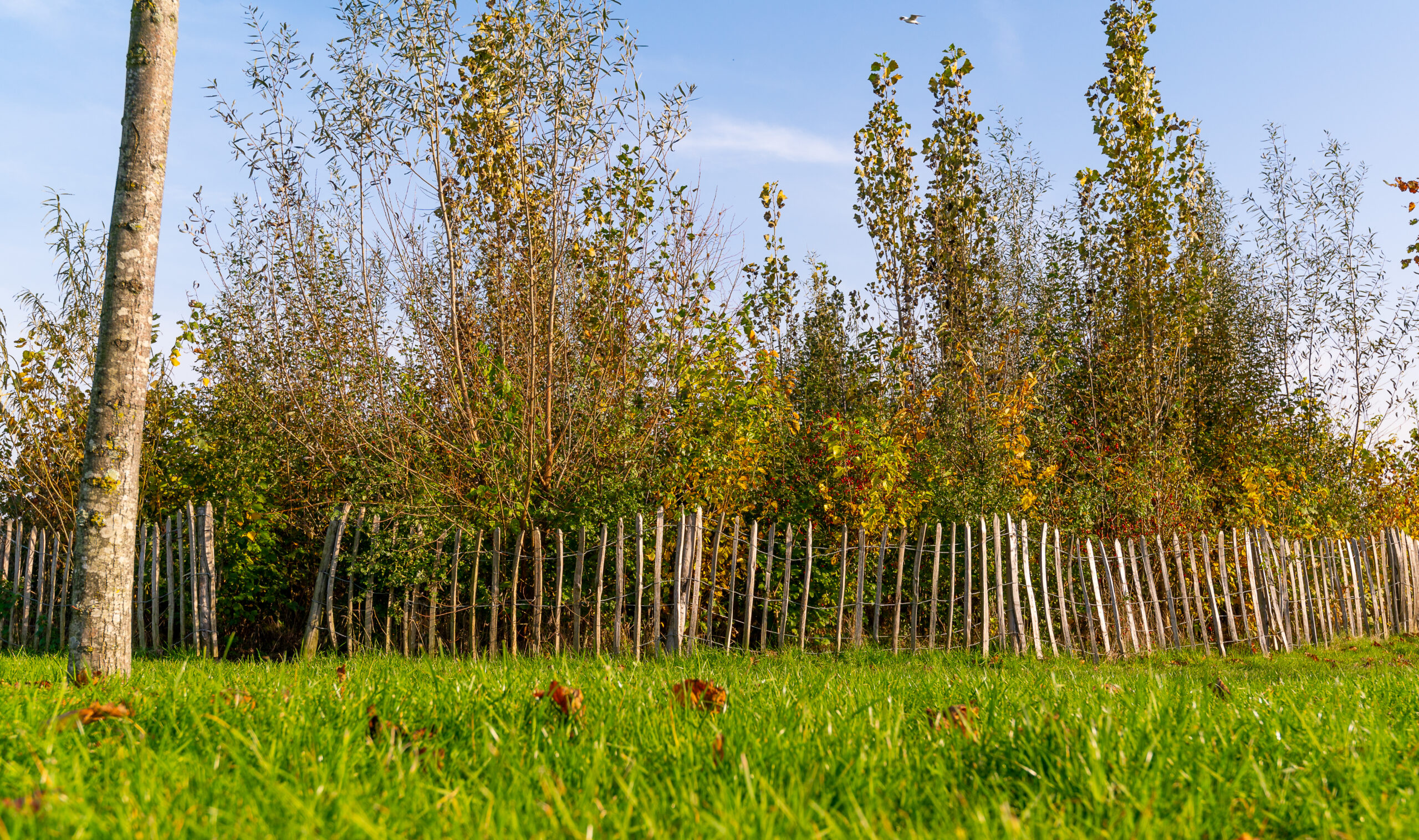 Groen grasveld, houten hek, hoge bomen op de achtergrond en blauwe lucht.