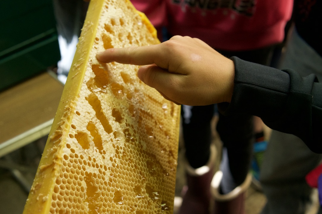 Een hand wijst naar een bijenraat gevuld met honing.
